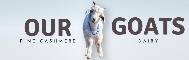 A white cashmere goat kid wearing a blue chain collar