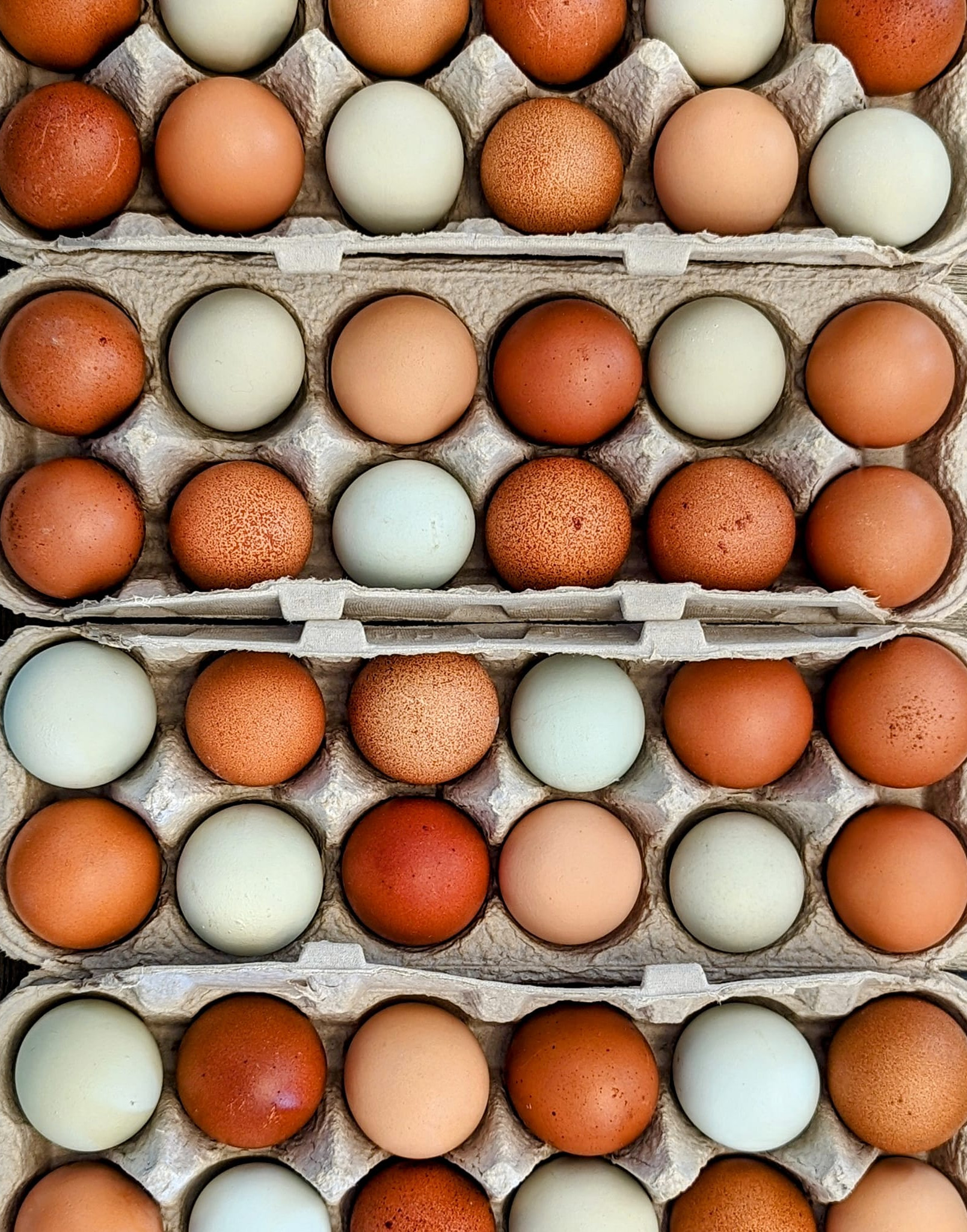 1 Dozen+3 Farm FRESH Delicious Chicken Eggs Free Range Organic No Antibiotics 