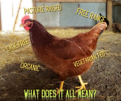 How We Raise Our Chickens (and Why)